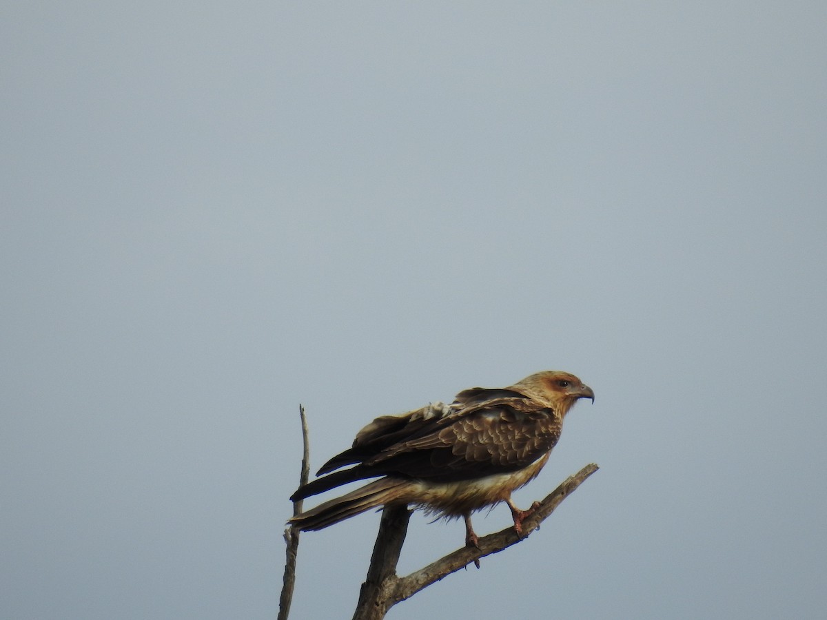 Whistling Kite - ML63516211