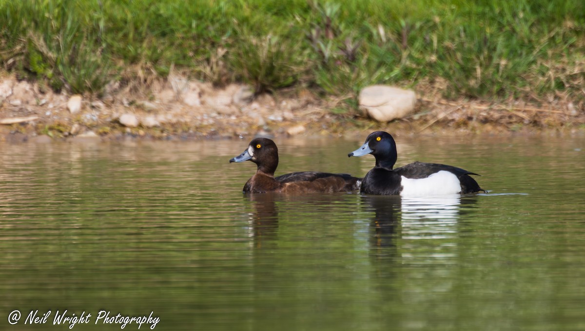 Tufted Duck - ML635162226