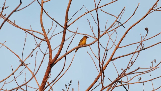 White-lored Oriole - ML635162280