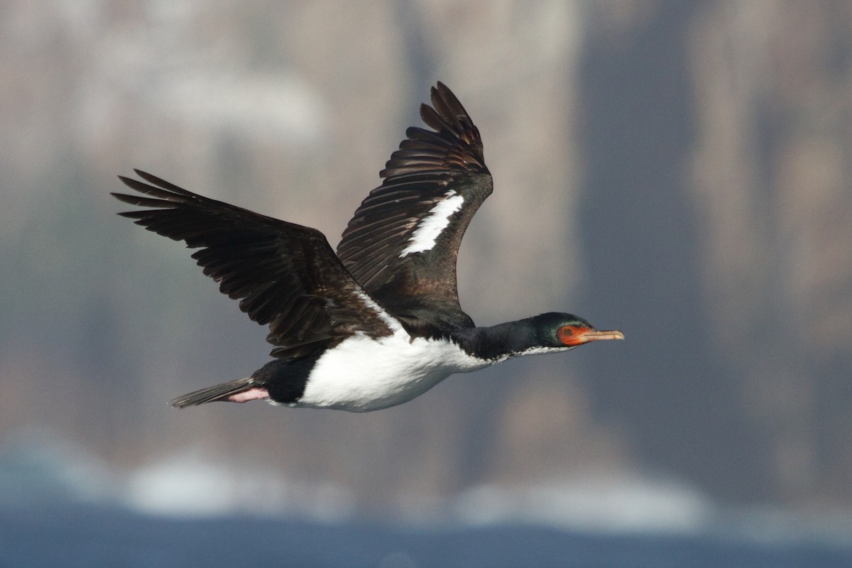 Bounty Islands Shag - ML635162304