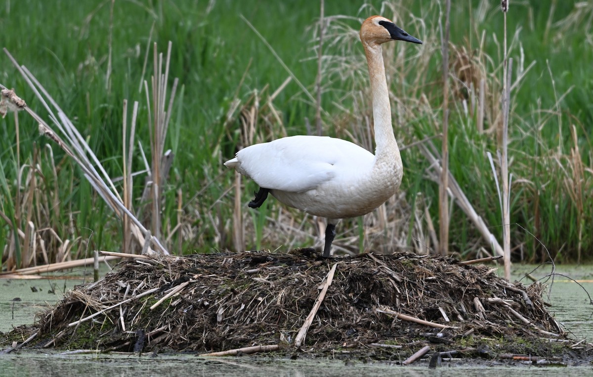 Trumpeter Swan - ML635162352