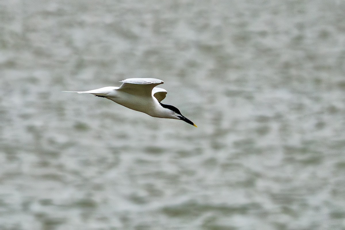 Sandwich Tern - ML635162363