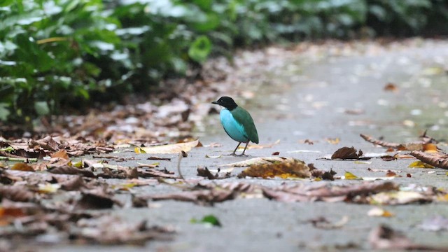 Azure-breasted Pitta - ML635162391