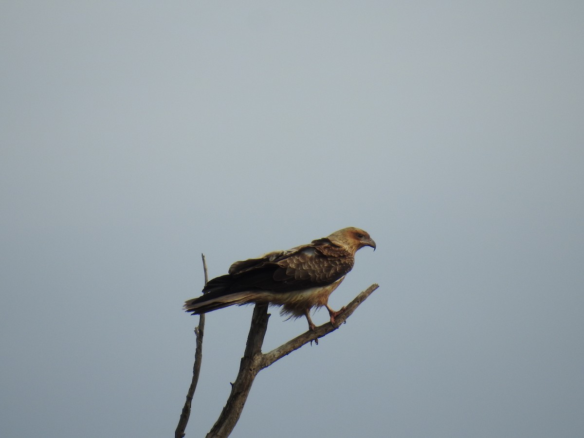 Whistling Kite - ML63516241