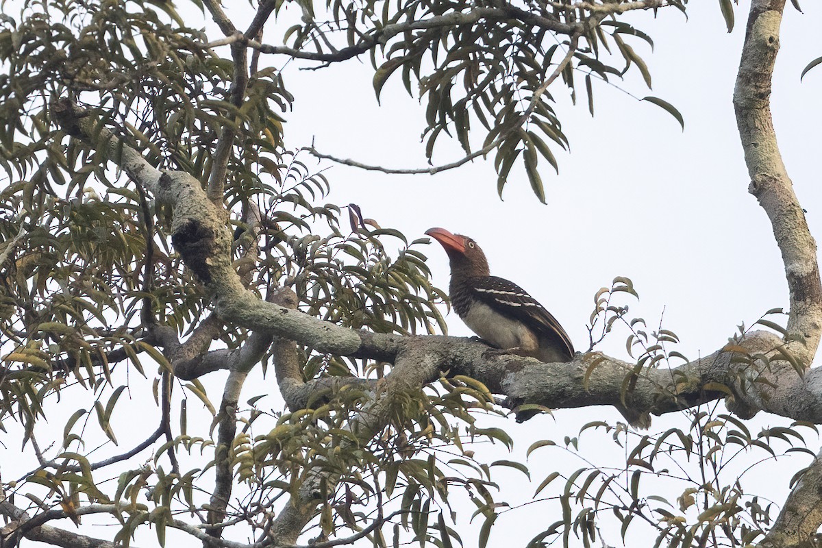 Red-billed Dwarf Hornbill - ML635162423
