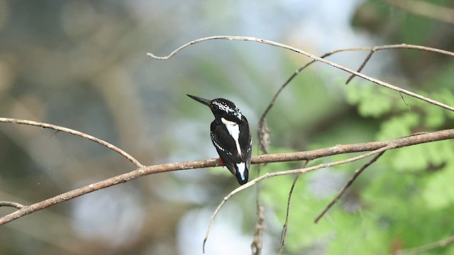 Northern Silvery-Kingfisher - ML635162453