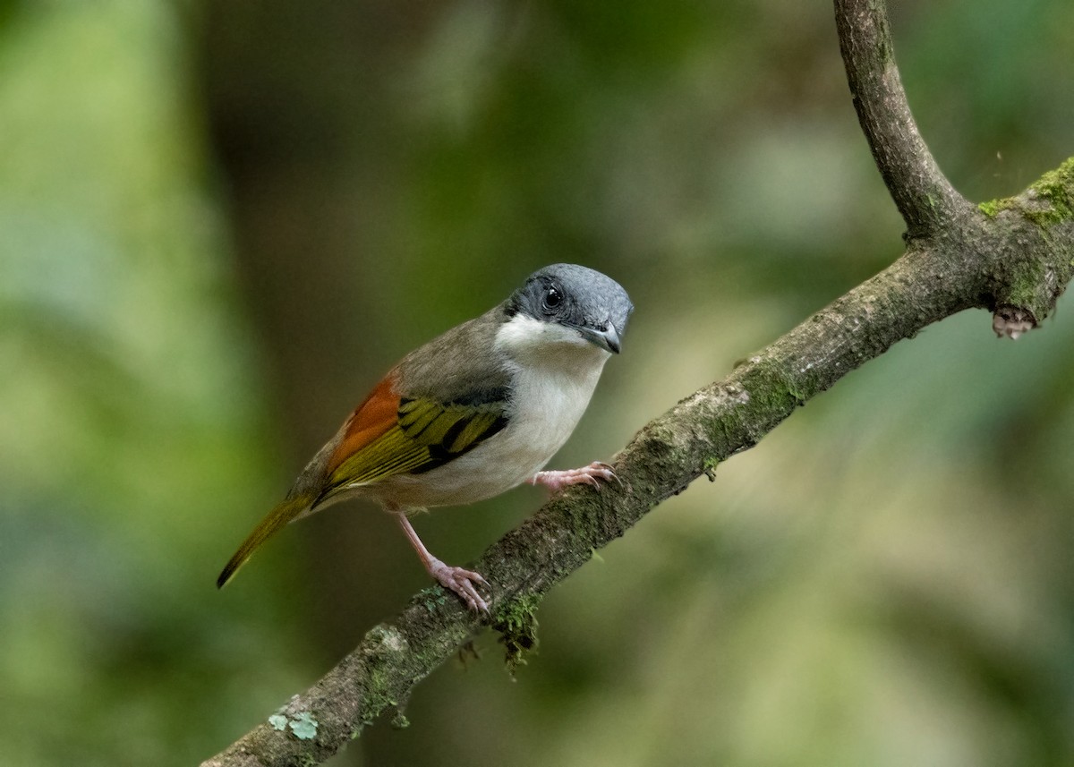 White-browed Shrike-Babbler - ML635162554