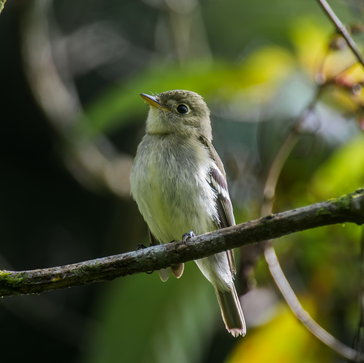 Yellow-bellied Flycatcher - ML635162570