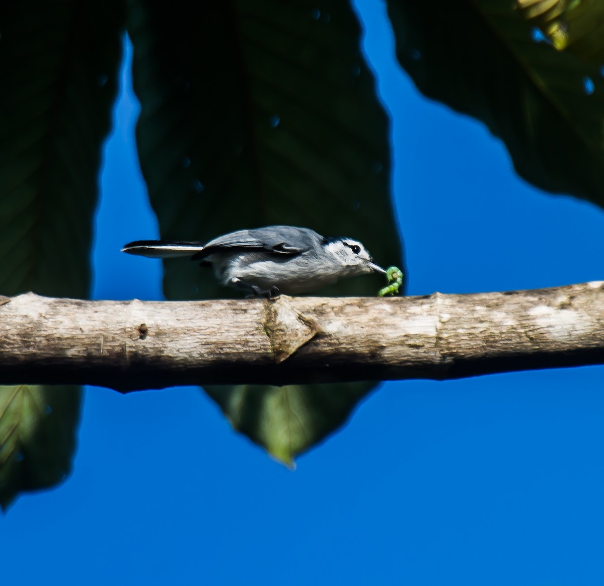 White-browed Gnatcatcher - ML635162576