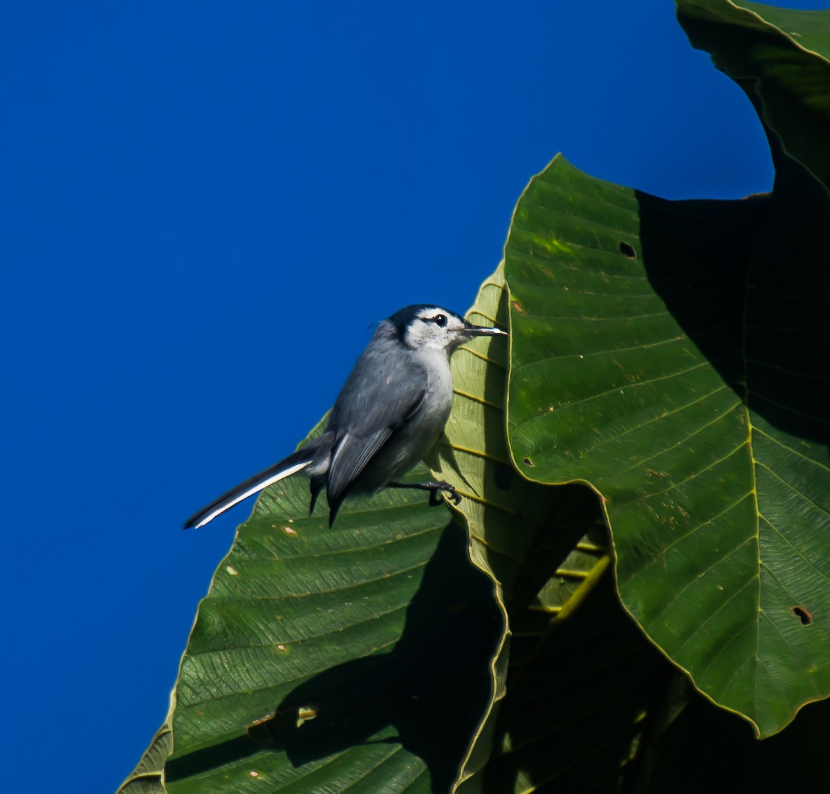 White-browed Gnatcatcher - ML635162577