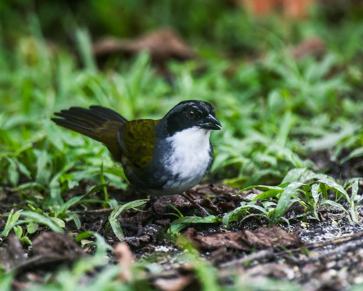 Costa Rican Brushfinch - ML635162583