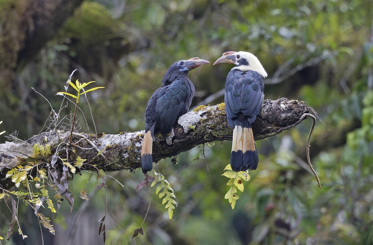 Mindanao Hornbill - ML635162627