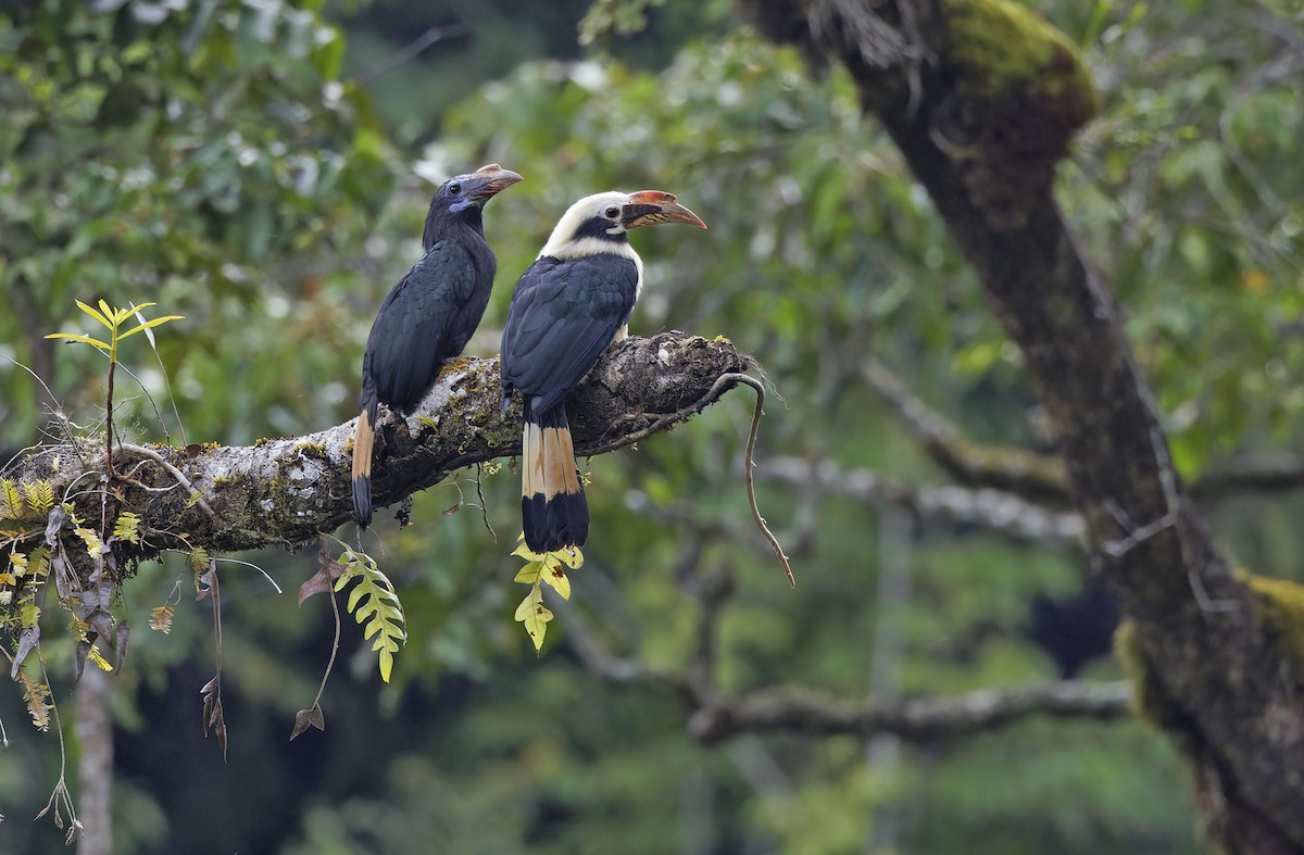 Mindanao Hornbill - ML635162628