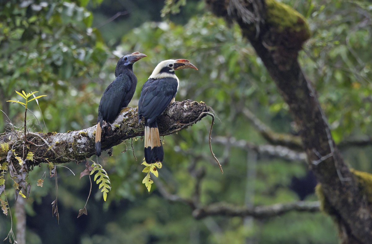 Mindanao Hornbill - ML635162629