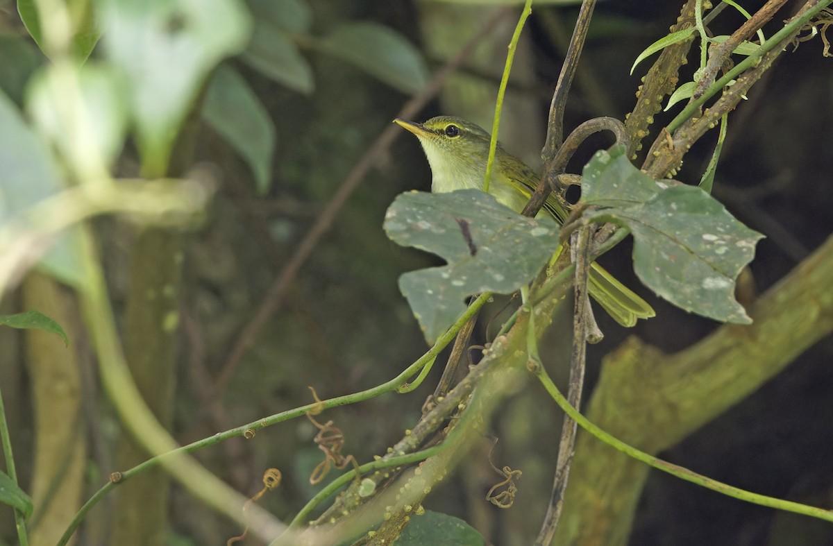 Philippine Leaf Warbler - ML635162679