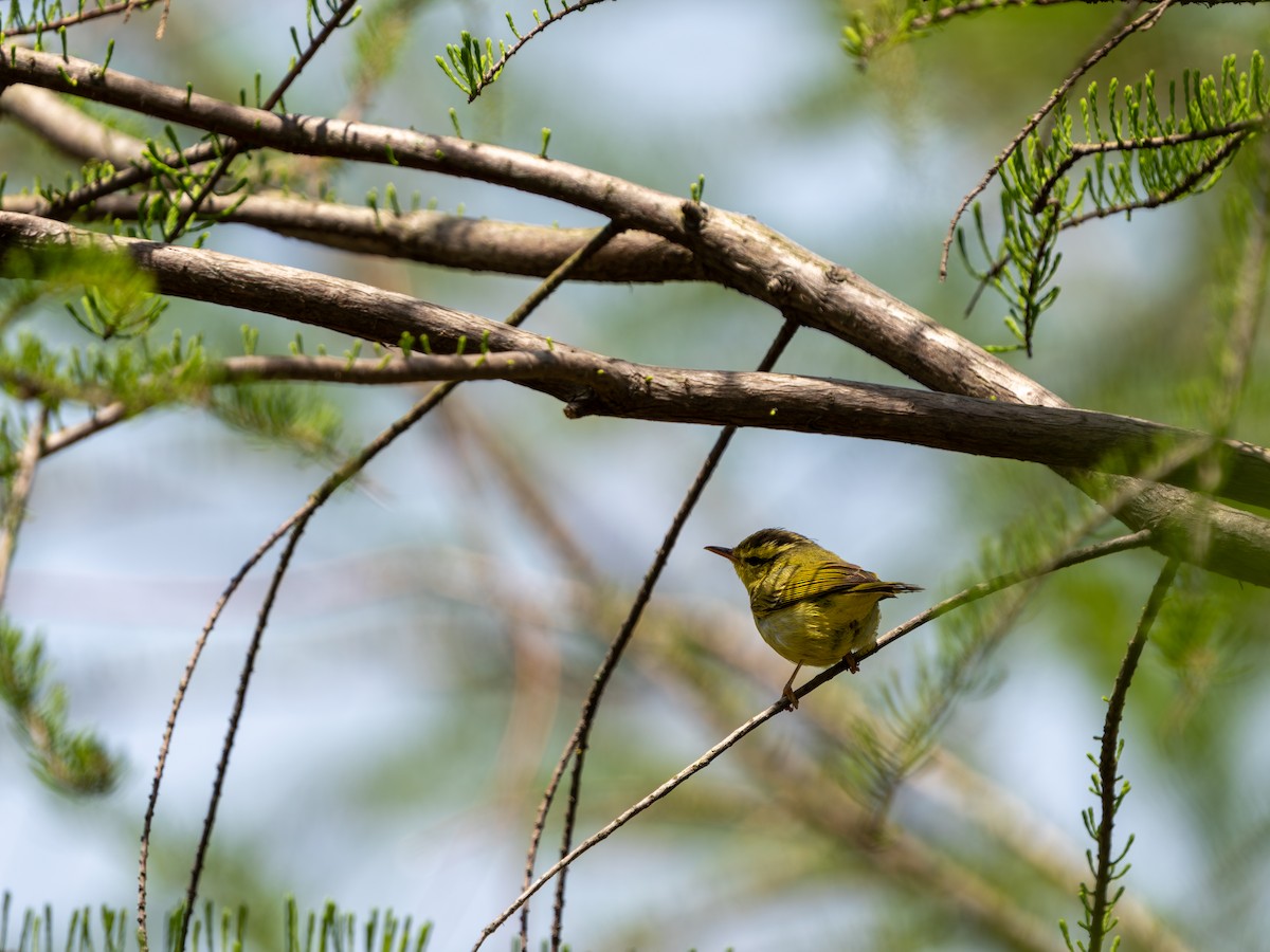Pouillot de Rickett - ML635162723