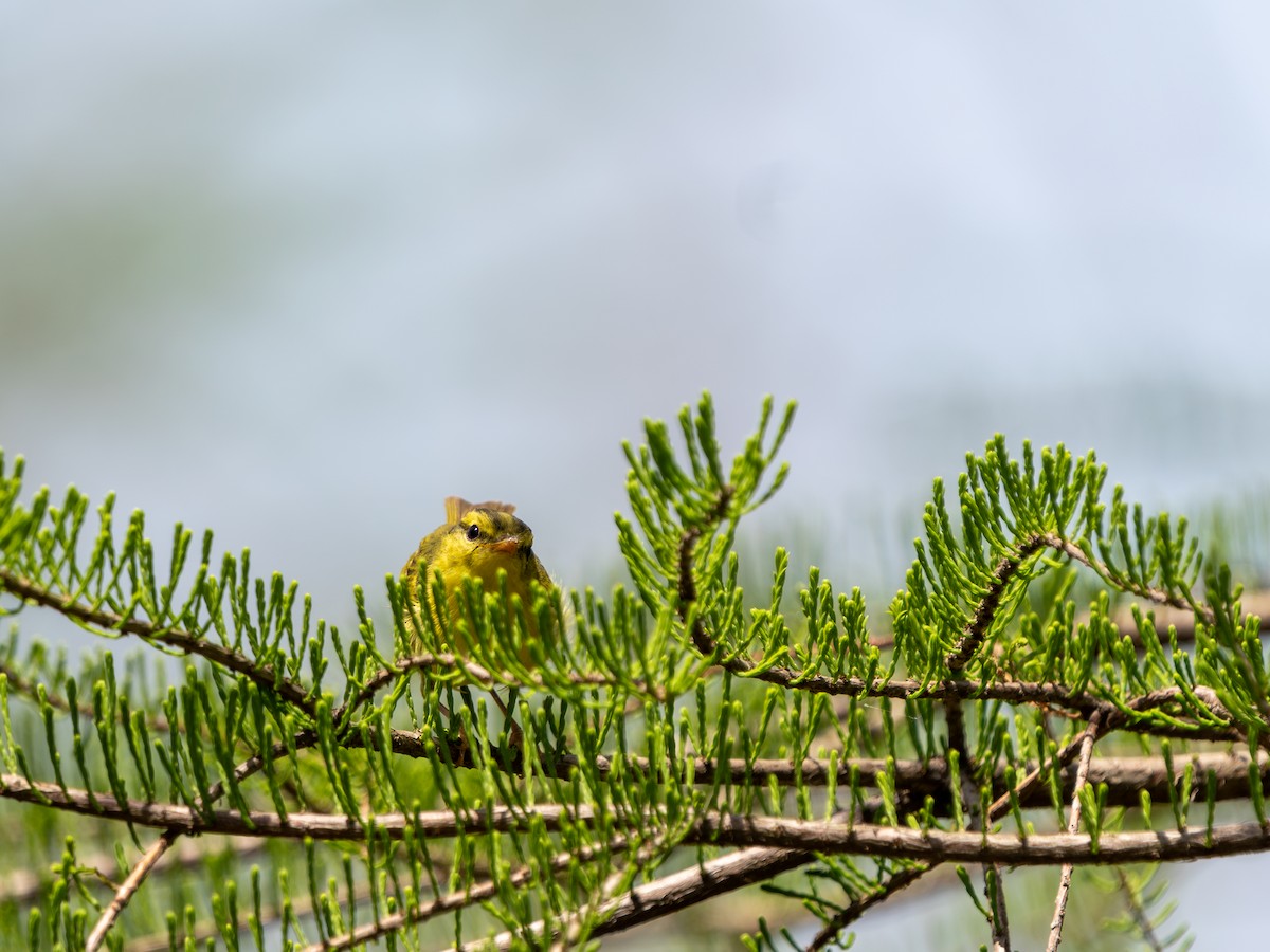 Pouillot de Rickett - ML635162726