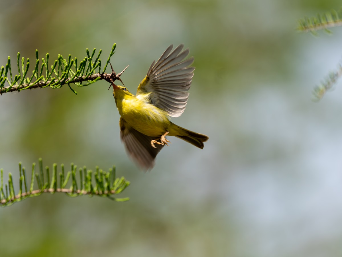 Pouillot de Rickett - ML635162729