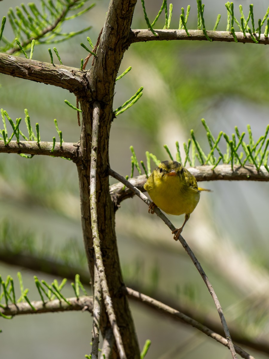 Pouillot de Rickett - ML635162730