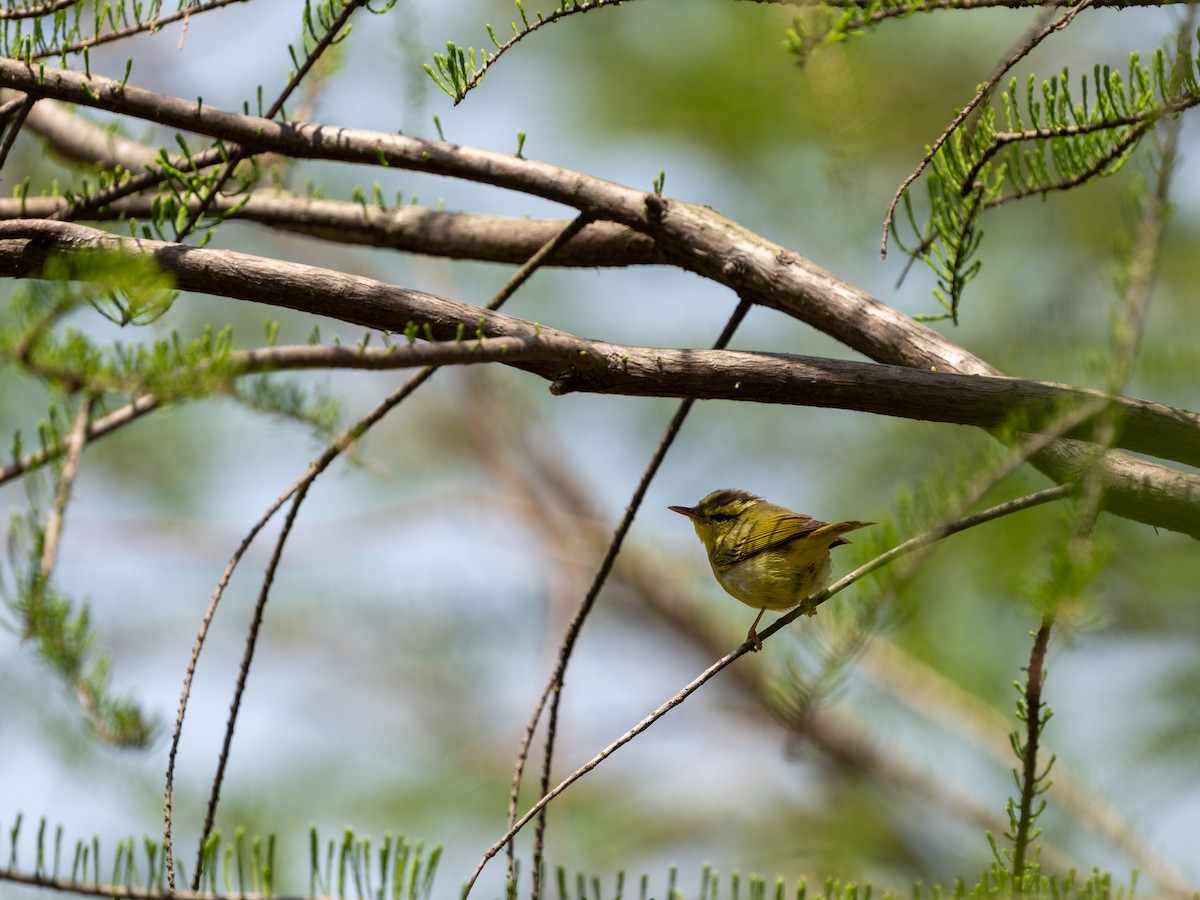 Pouillot de Rickett - ML635162731