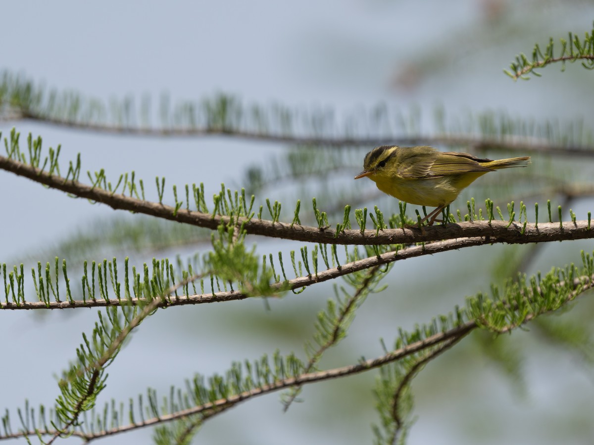 Pouillot de Rickett - ML635162732