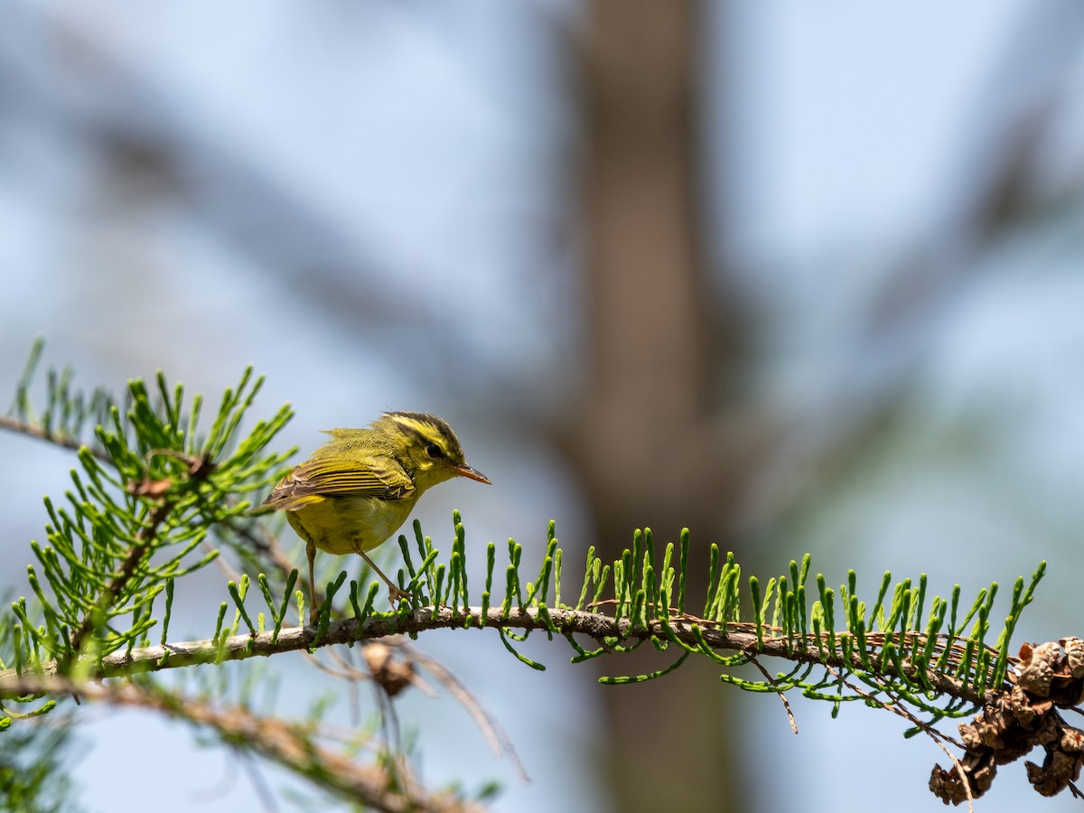 Pouillot de Rickett - ML635162733