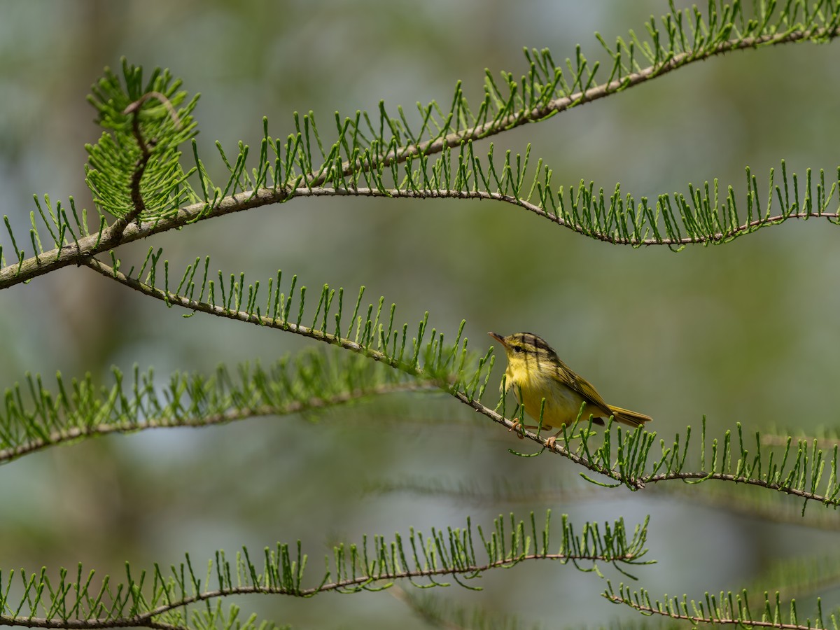 Pouillot de Rickett - ML635162734