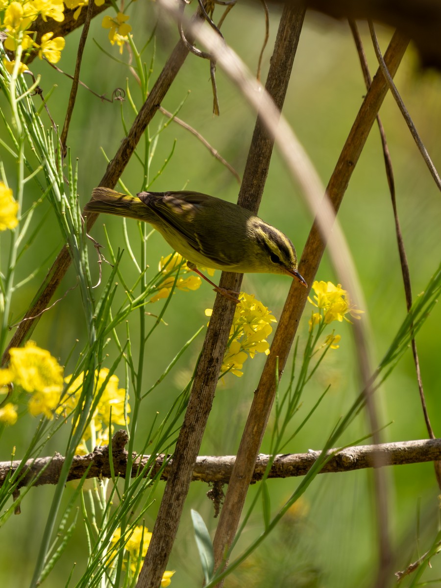 Pouillot de Rickett - ML635162735