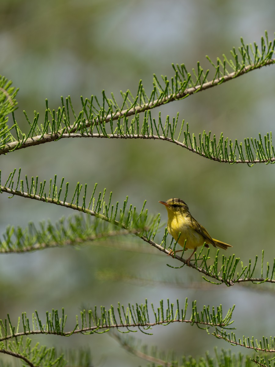 Pouillot de Rickett - ML635162736