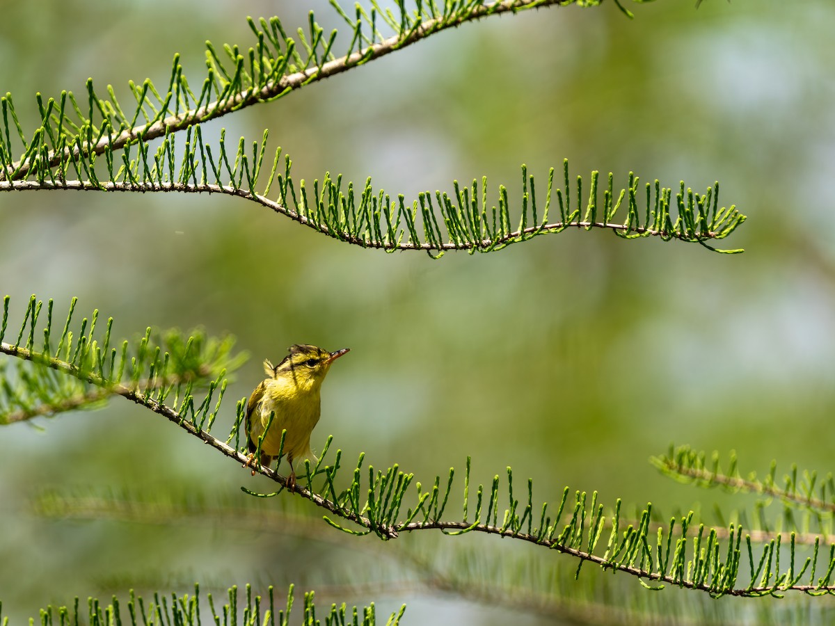 Pouillot de Rickett - ML635162737