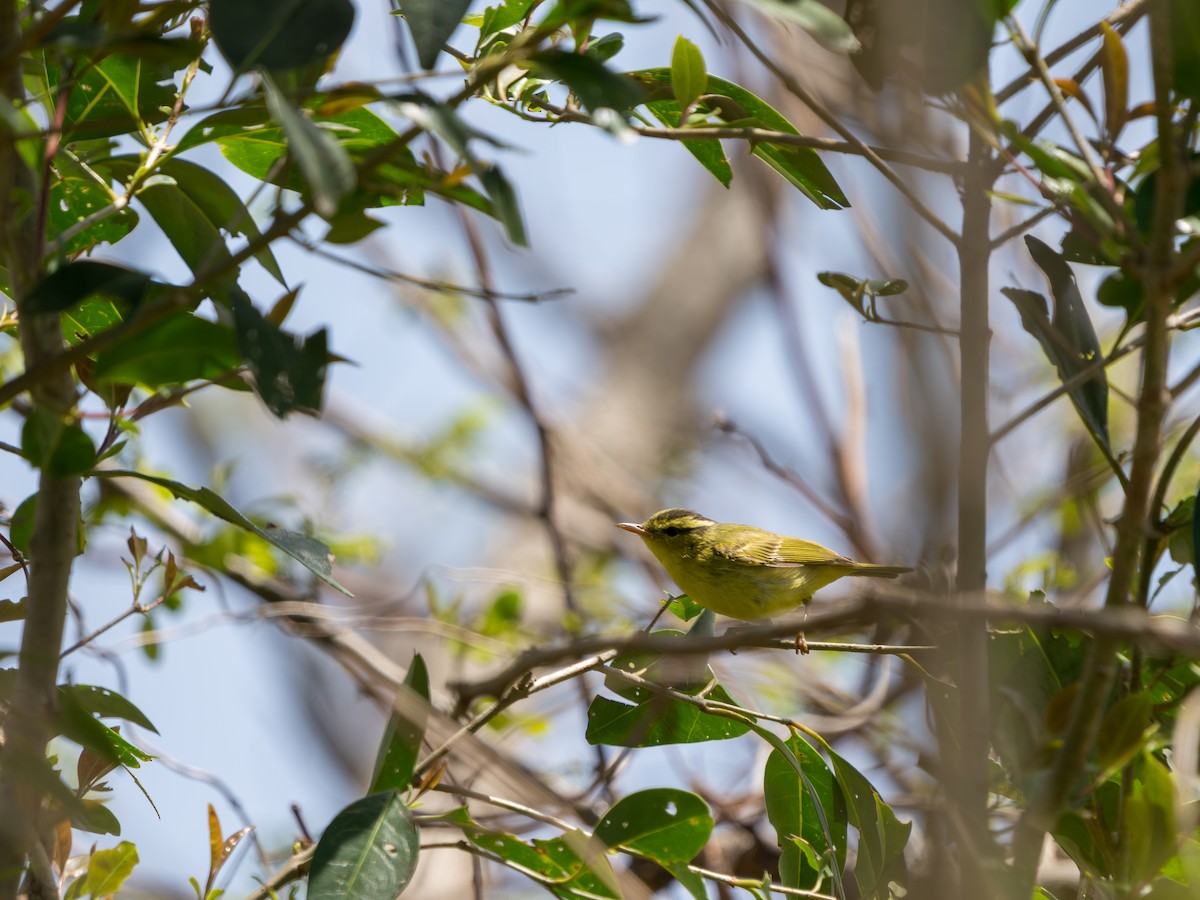 Pouillot de Rickett - ML635162738