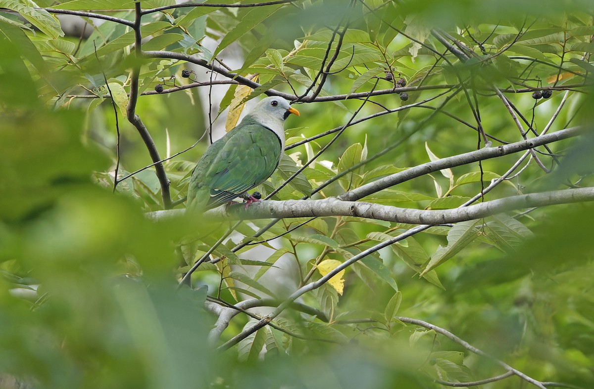Black-chinned Fruit-Dove - ML635162744