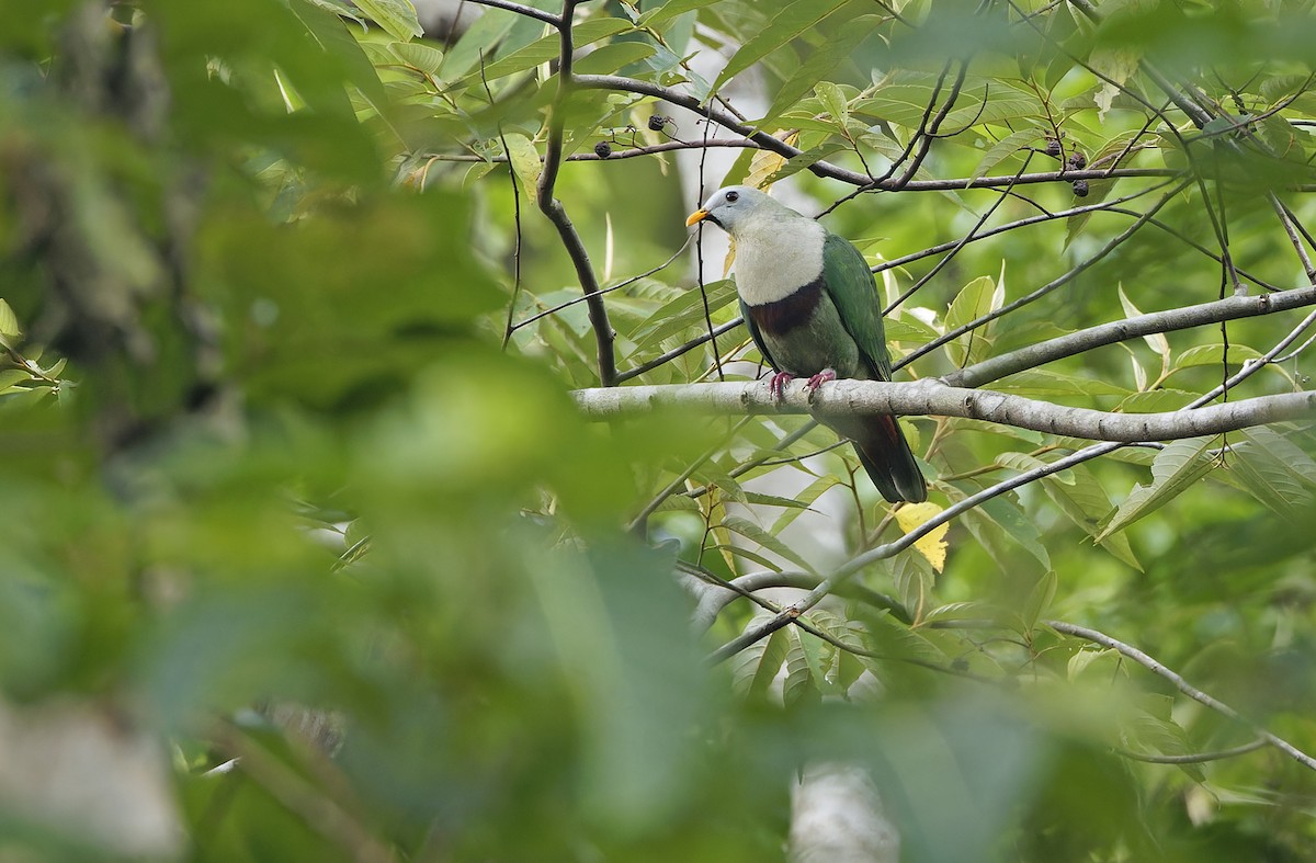 Black-chinned Fruit-Dove - ML635162745