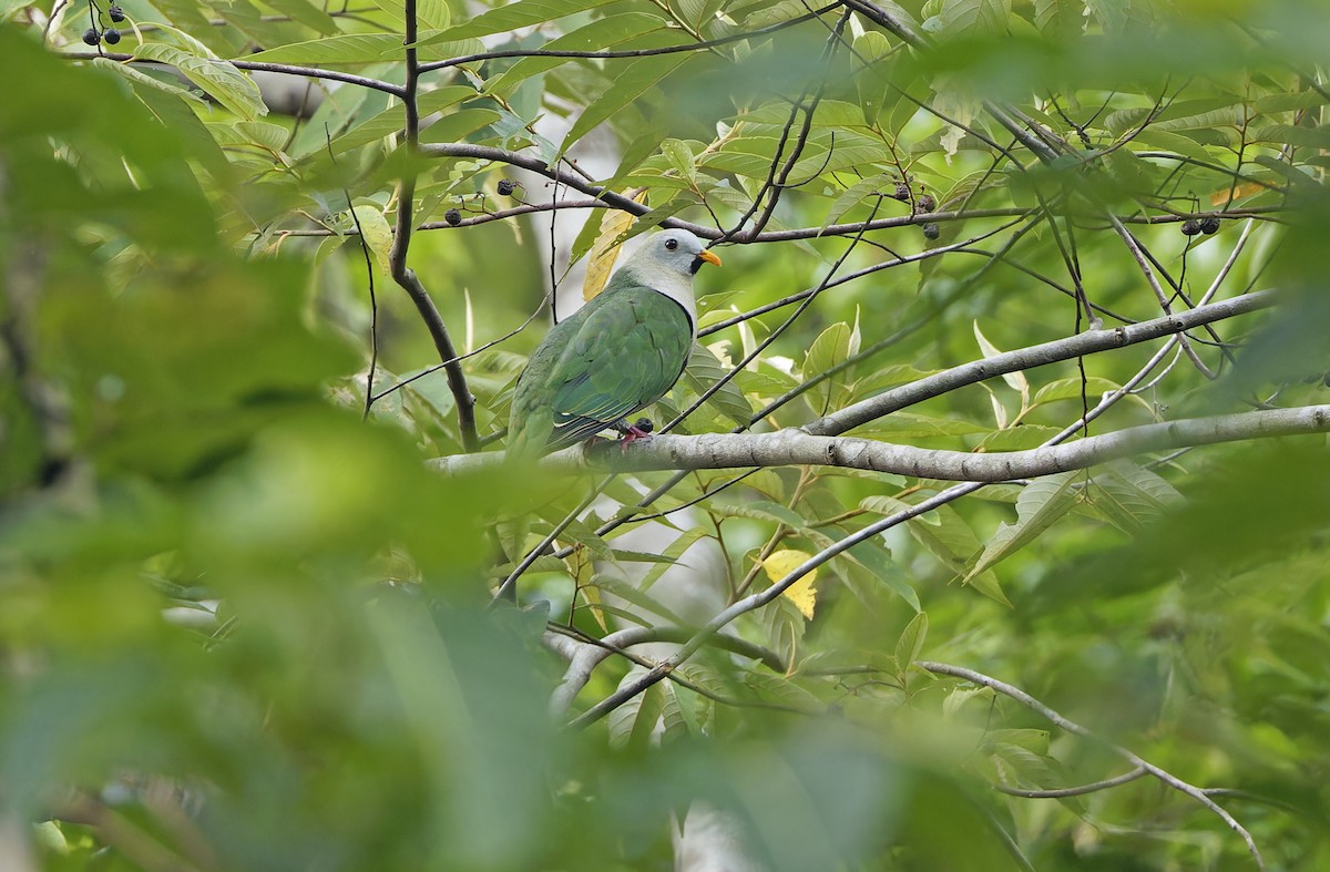Black-chinned Fruit-Dove - ML635162746