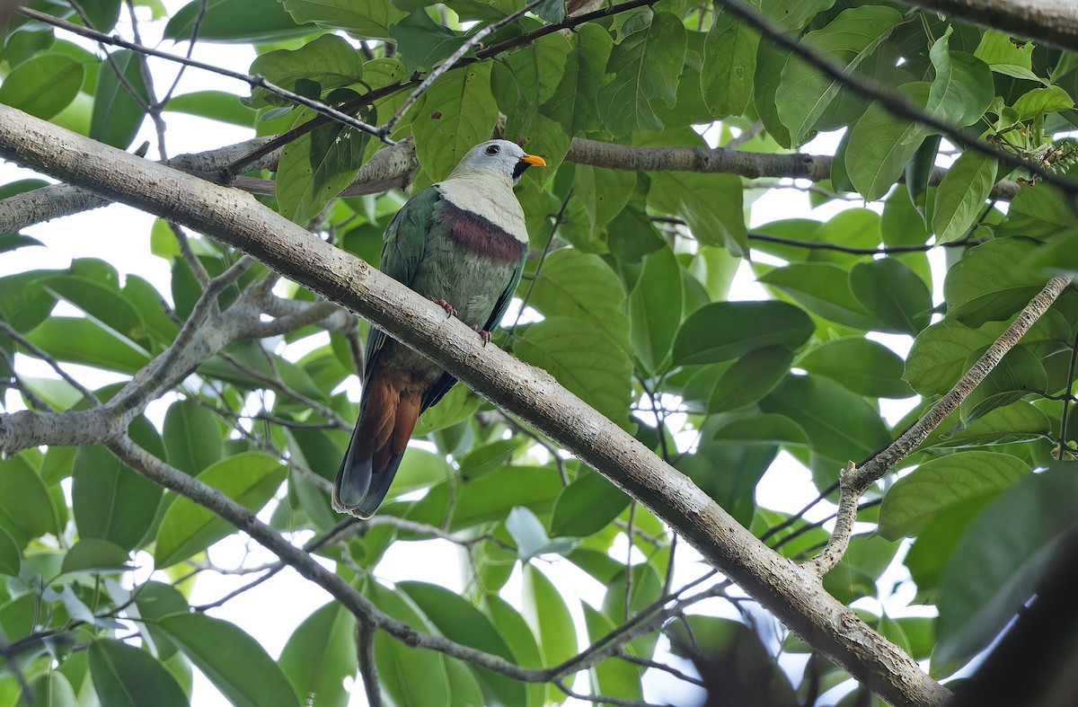 Black-chinned Fruit-Dove - ML635162747