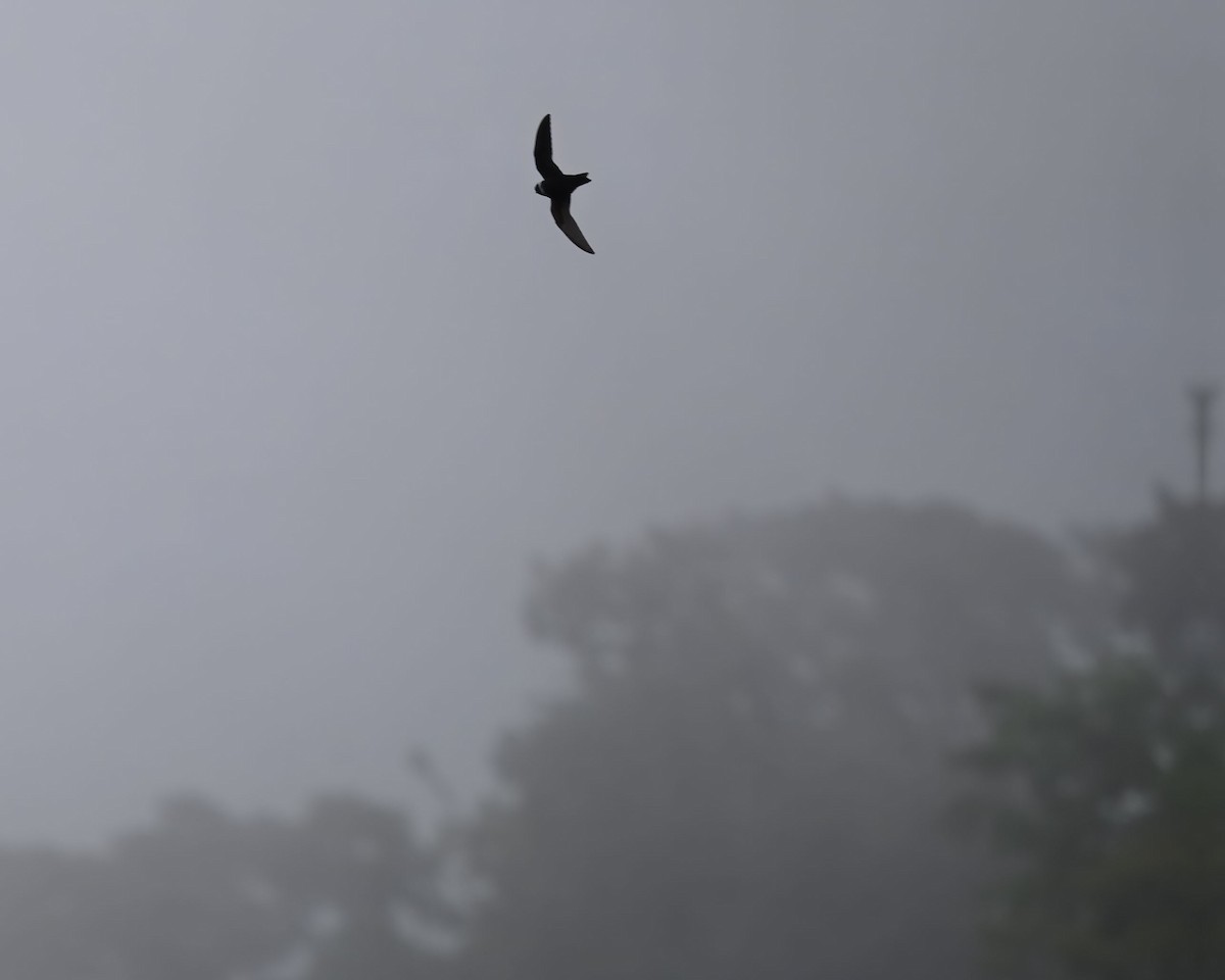 White-collared Swift - ML635162787