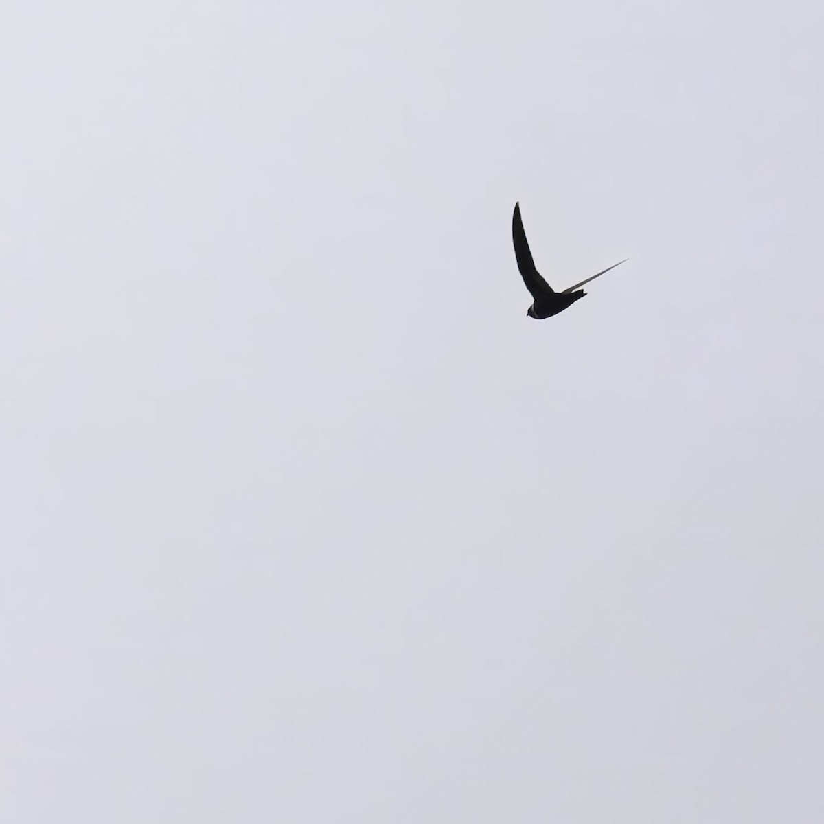 White-collared Swift - ML635162790