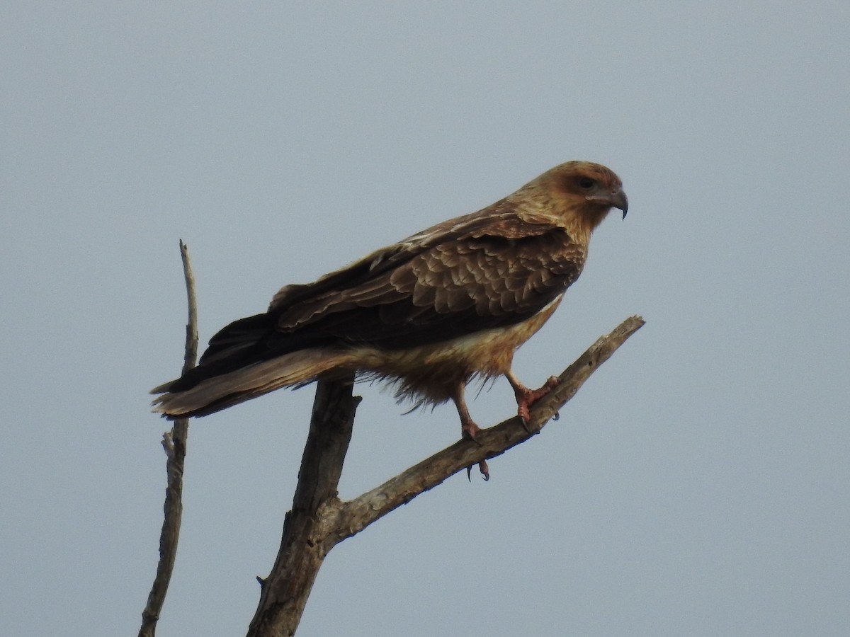 Whistling Kite - ML63516281