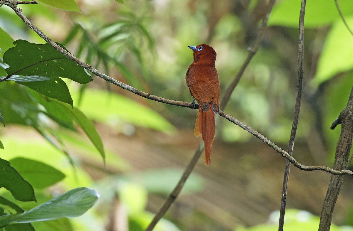 Rufous Paradise-Flycatcher (Northern) - ML635162858
