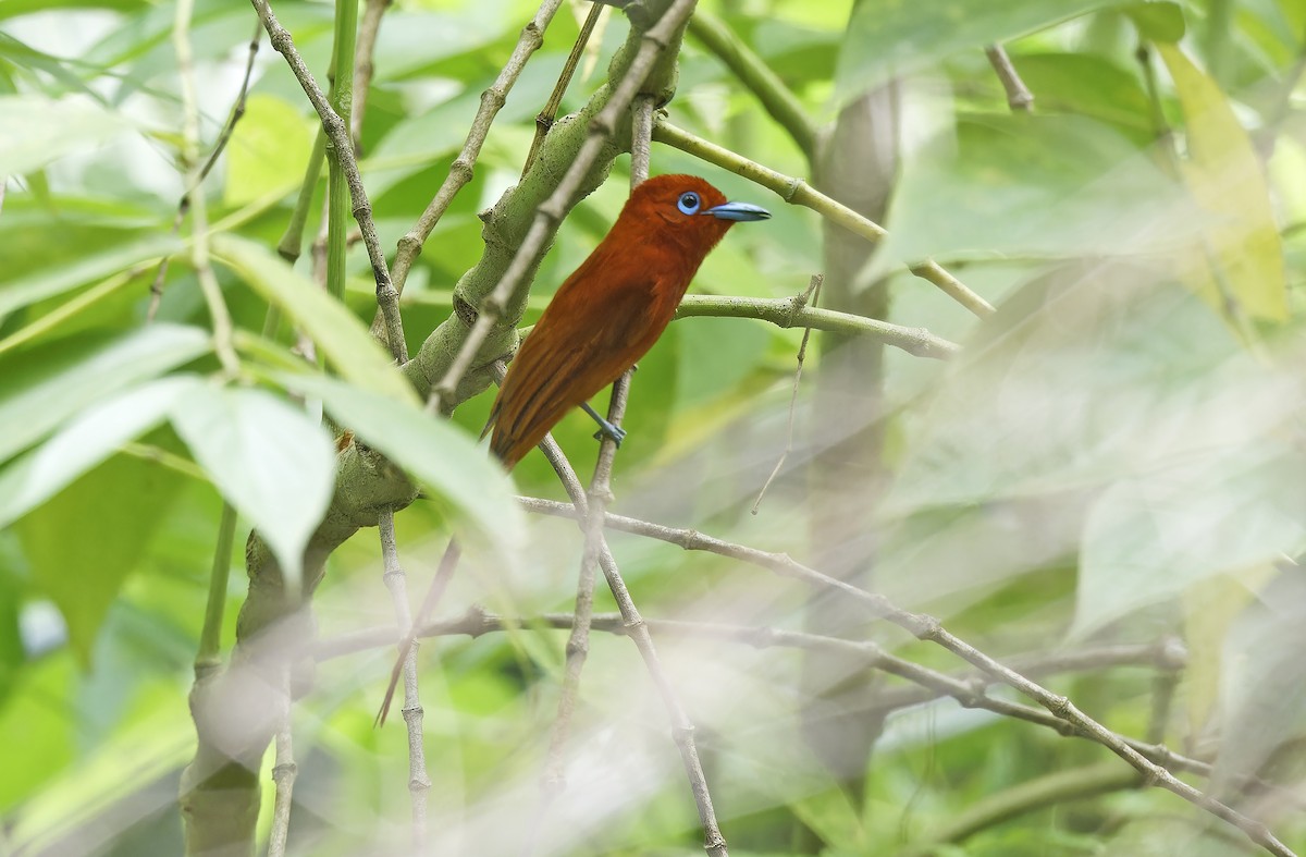 Rufous Paradise-Flycatcher (Northern) - ML635162859