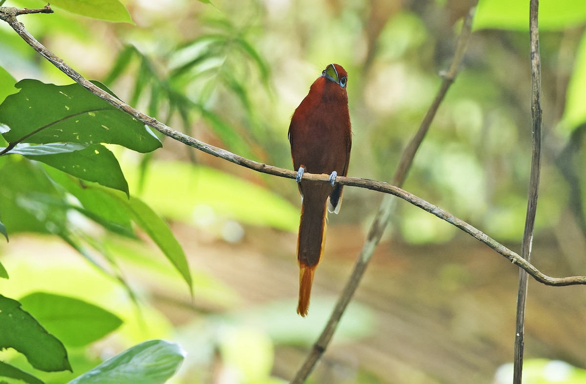 Rufous Paradise-Flycatcher (Northern) - ML635162860