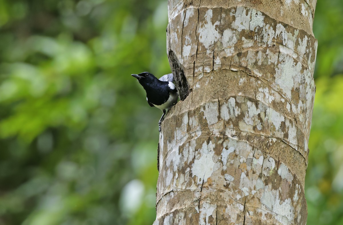 Philippine Magpie-Robin - ML635162865