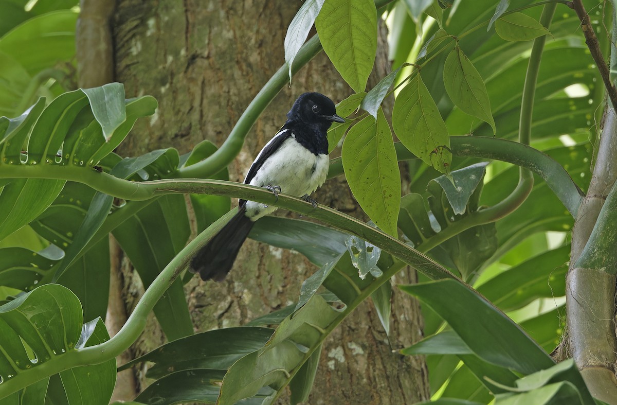 Philippine Magpie-Robin - ML635162866
