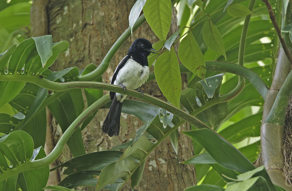Philippine Magpie-Robin - ML635162867