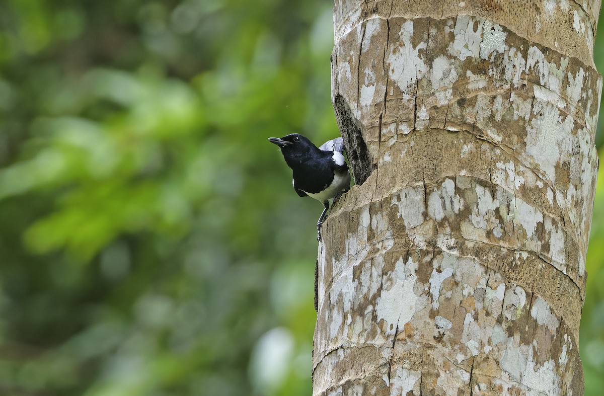 Philippine Magpie-Robin - ML635162868
