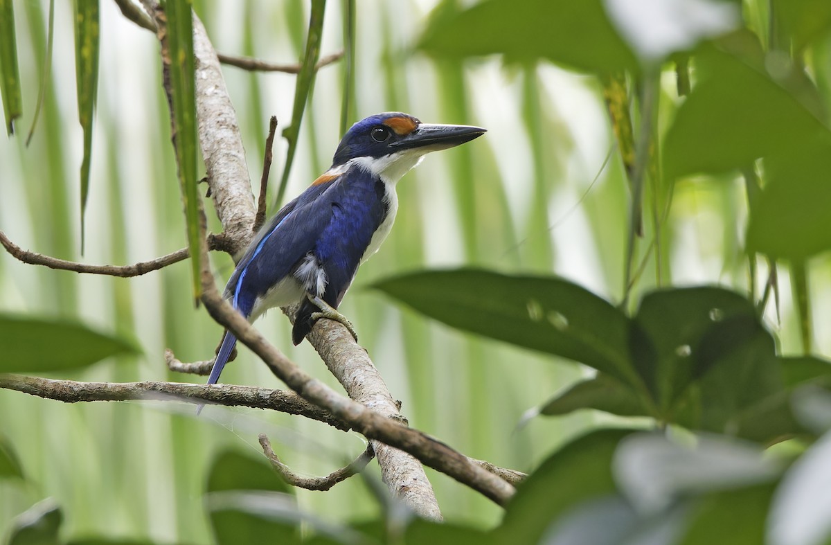 Rufous-lored Kingfisher - ML635162876