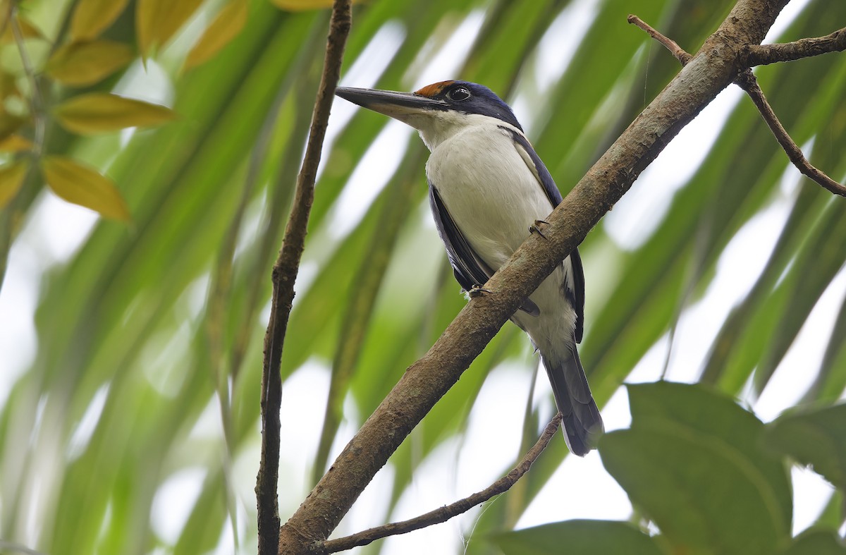 Rufous-lored Kingfisher - ML635162877