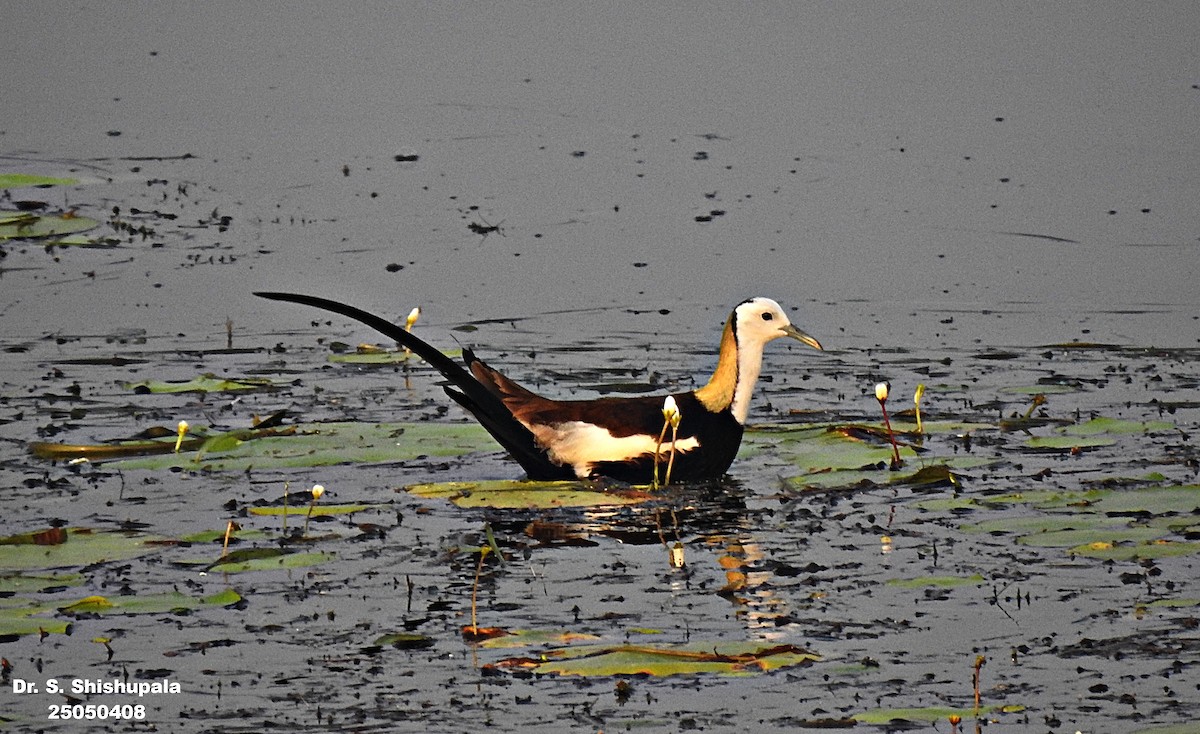 Jacana à longue queue - ML635162926