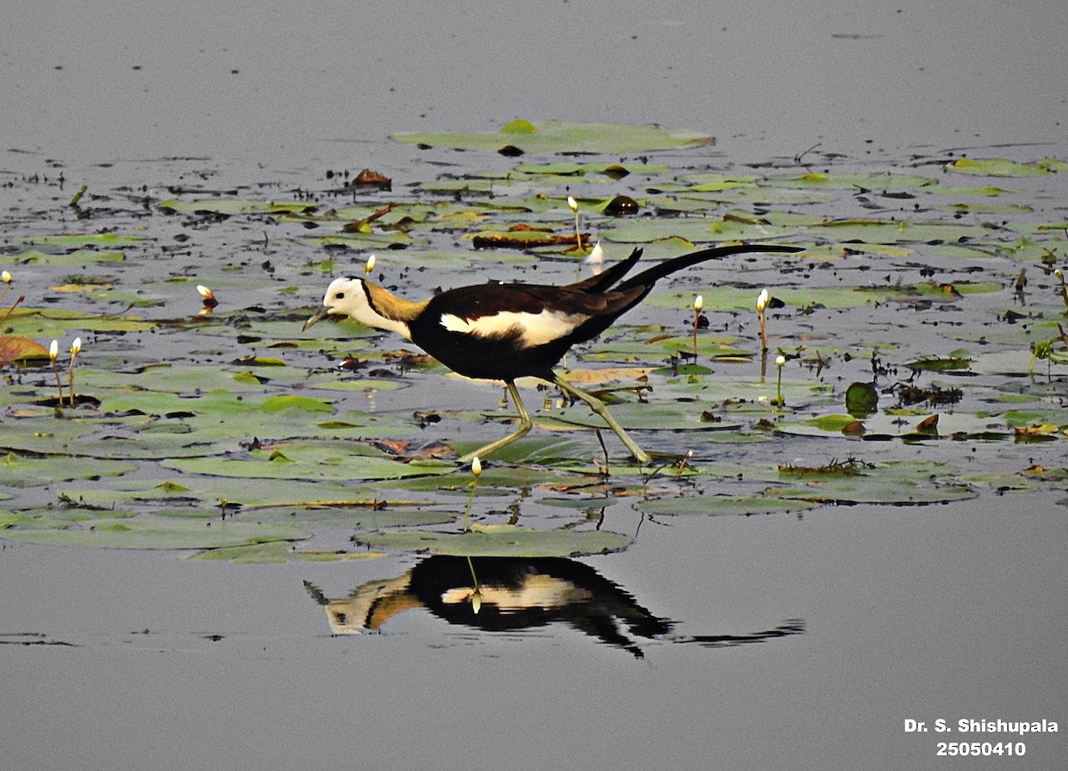 Jacana à longue queue - ML635162937