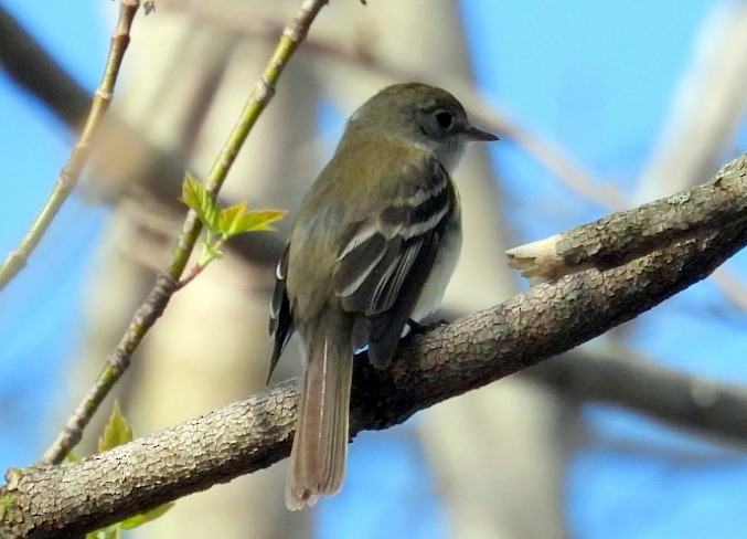 Least Flycatcher - ML635163071